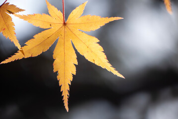 美しい黄葉　晩秋の公園の風景