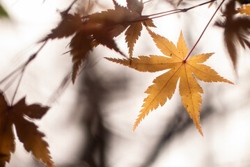 美しい黄葉　晩秋の公園の風景