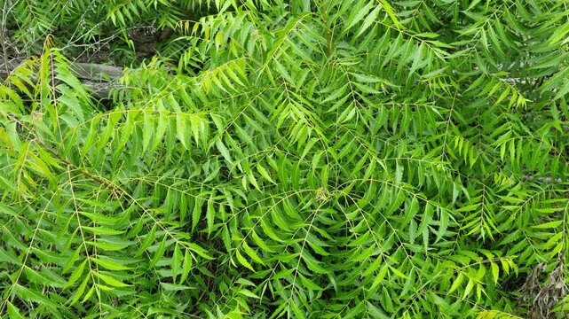 Azadirachta indica branches of neem tree leaves on the forest exposed to the wind. natural medicine