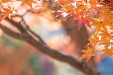 美しい黄葉　晩秋の公園の風景