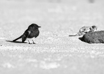 2025-12-01 A BLACK PHOEBE STANDING ON A SANDY BEACH AT THE LA JOLLA COVE NEAR SAN DIEGO CALIFORNIA NEAR SAN DIEGO