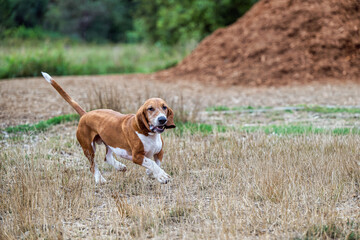 2025-09-07 A BROWN AND WHITE BASSETT HOUND RUNNING ACROSS A GRASS FIELD AT THE OFF LEASH DOG AREA AT MARYMOOR PARK IN REDMOND WASHINGTON