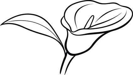 Simple black and white line drawing of a calla lily flower with a leaf
