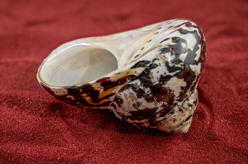 Polished Nerite Seashell with Intricate Pattern on Red Sand Surface