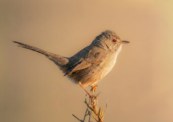 red backed shrike