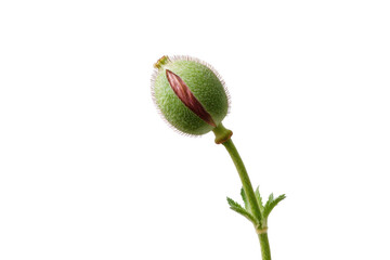 Green fuzzy poppy bud with pink trim and red stripe on black background image, Png, Isolated on Transparent Background, Cut Out