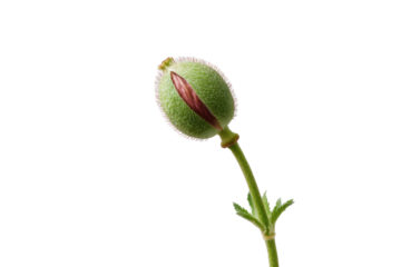 Green fuzzy poppy bud with pink trim and red stripe on black background image, Png, Isolated on Transparent Background, Cut Out