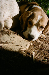 A dog lies down on the dirt near a stone. The sun shines down, creating shadows. The scene shows a garden setting with green plants in the background.Analog 35mm film photo.