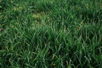 Obraz premium Close up of lush green grass blades with shallow depth of field