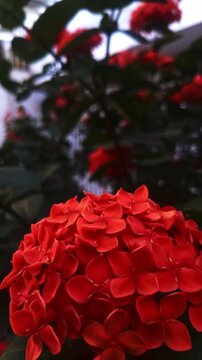 4K  vertical video Close up wind blows Ixora red flowers cluster on spring noon at the garden