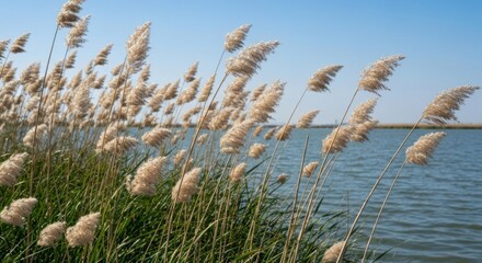 Fototapeta premium Fluffy reeds sway by a still river