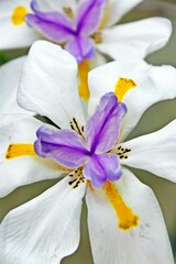 Close up of an African iris