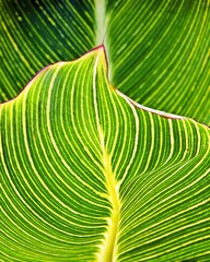 Close up of Canna Lily leaves
