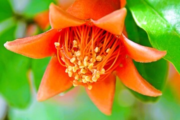 Close up of a Pomegranate blossom