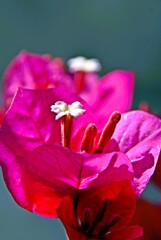 Close up of pink Bougainvillea blossoms