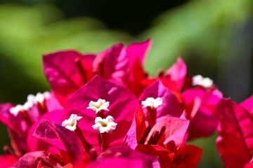 Close up of pink Bougainvillea blossoms