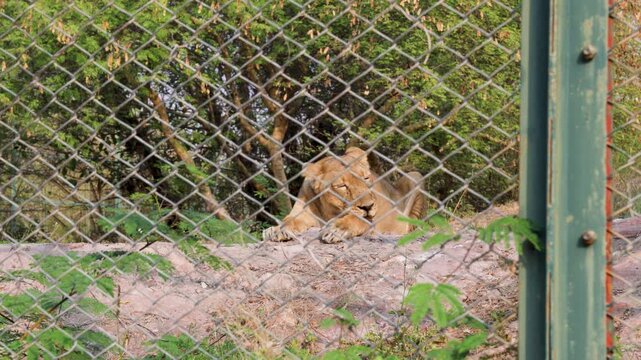 lioness resting in shade behind protective metal fence