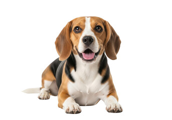 Cute Beagle Dog Lying Down with Tongue Out on Transparent Background