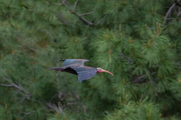 Northern Bald Ibis (Geronticus eremita) nest in the rocky areas of the rehabilitation and breeding center on the banks of the Euphrates River in Birecik District of Şanlıurfa, Turkey, and live in the 