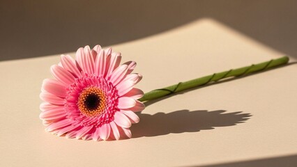 Pink Gerbera Daisy Flower