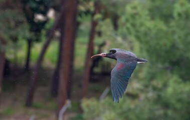 Northern Bald Ibis (Geronticus eremita) nest in the rocky areas of the rehabilitation and breeding center on the banks of the Euphrates River in Birecik District of Şanlıurfa, Turkey, and live in the 