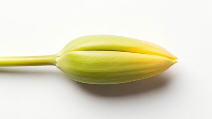 Unopened Yellow Tulip Bud