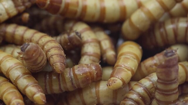 Closeup of a pile of Giant Mealworms, also know as Morios or Superworms