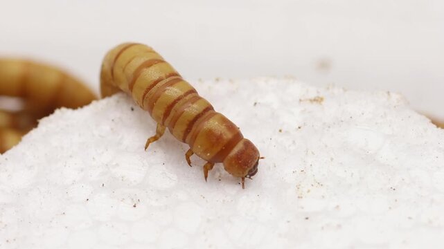 A Giant Mealworm or Morio feeding on polystyrene.