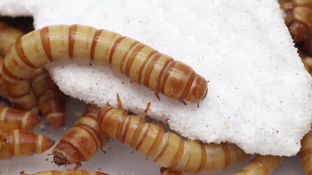 Closeup of Giant Mealworms or Morios, feeding on polystyrene