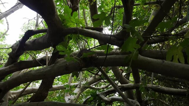 Low-angle shot of dense intertwined branches of a wild fig tree in the Padul Lagoon wetland, Granada.