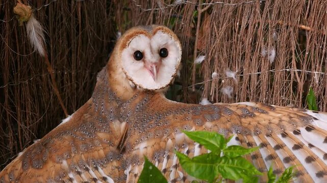 Common barn owl (Tyto alba) flapping its wings at a wildlife rehabilitation center.