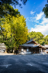 Fototapeta premium 神柱宮の銀杏の風景（都城市）