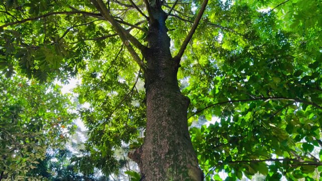 Bark, branches, green leaves of tree in the forest