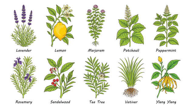 Essential Oil Plants Botanical Illustration Set with Medicinal Herbs and Flowers