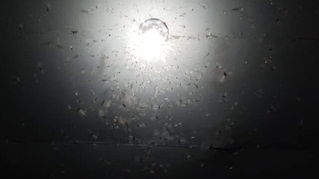 Winged termites swarming around a bright lamp at night, showing seasonal insect behavior and natural attraction to artificial light.