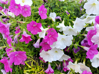 Petunia flowers