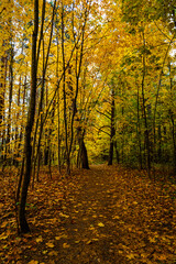 Fototapeta premium Forest path in autumn park covered with falling leaves. Beautiful woodland landscape during fall season for nature background.