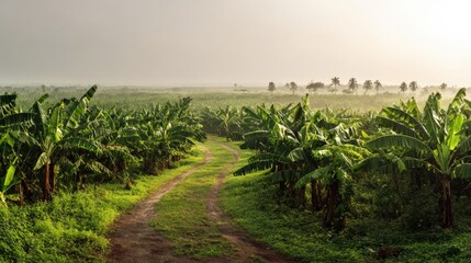 Obraz premium Lush Banana Plantation with Dirt Road Leading Through Rows of Tropical Trees on a Foggy Morning