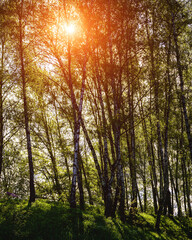 Sunlight filtering through the tall birch trees in a lush green forest, creating a serene and captivating natural landscape for nature enthusiasts. Vintage film aesthetic.