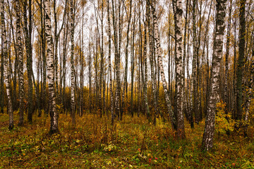 Obraz premium Autumn forest with tall birch tree trunks and fallen yellow leaves on the ground. Natural seasonal scenery, nature background.