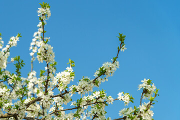Delicate white plum blossom branches against a clear blue spring sky. Fresh flowering tree for seasonal beauty.