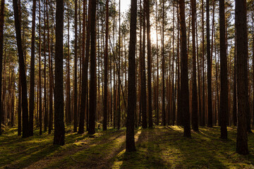 Obraz premium Sunrise or sunset in tall pine forest with long shadows on mossy ground. Nature landscape for tranquility and wilderness. Natural scenic view for wallpaper design.
