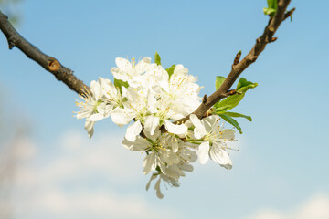 White spring flowers on a blooming tree branch with small blossoms and vibrant blue sky. Nature background for seasonal design.