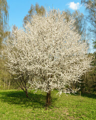 White blooming tree in spring with blue sky and green grass. Nature revival and beauty concept for season background.