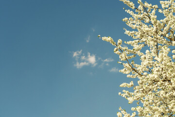 Delicate white plum blossom branches against a clear blue spring sky. Fresh flowering tree for seasonal beauty.