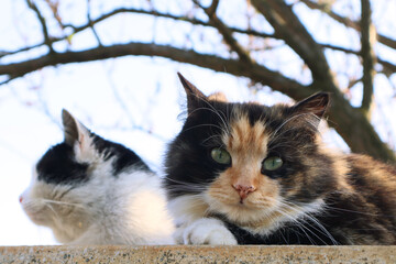Two cats sit high up in the spring outdoors