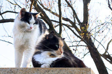 Two cats sit high up in the spring outdoors