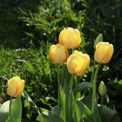 Yellow tulip flowers in the garden.