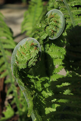 Shoots of a young fern in the garden.