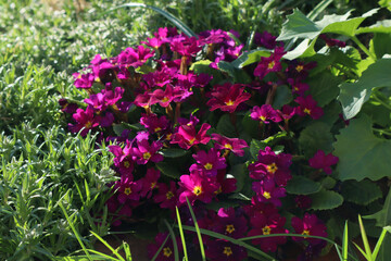 Purple primrose flowers in the garden in spring.